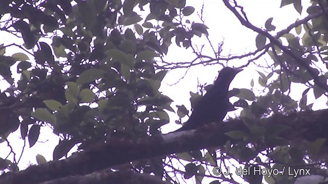 Samoan Island-Thrush - ML201445621
