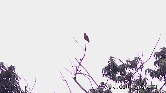 Blue-crowned Lorikeet - ML201445631