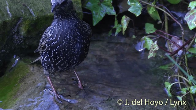 European Starling - ML201445721