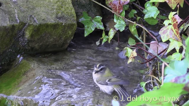 Common Firecrest - ML201445741