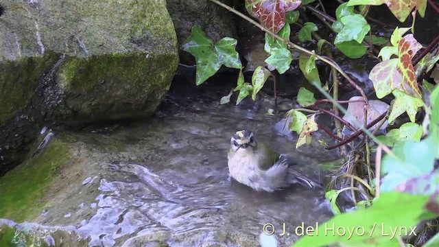 Common Firecrest - ML201445751