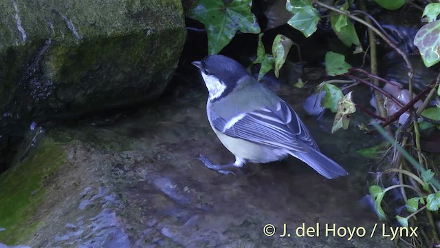 Great Tit (Great) - ML201445831