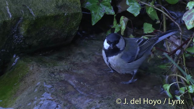 Great Tit (Great) - ML201445841