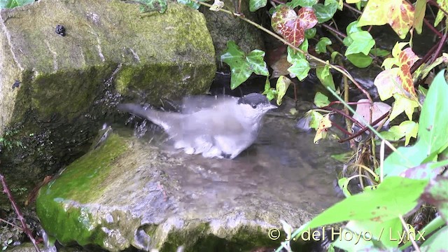 Eurasian Blackcap - ML201445931