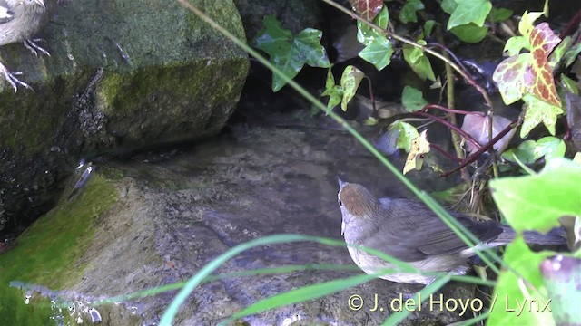 Eurasian Blackcap - ML201445941