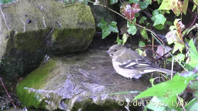 Eurasian Blackcap - ML201445991