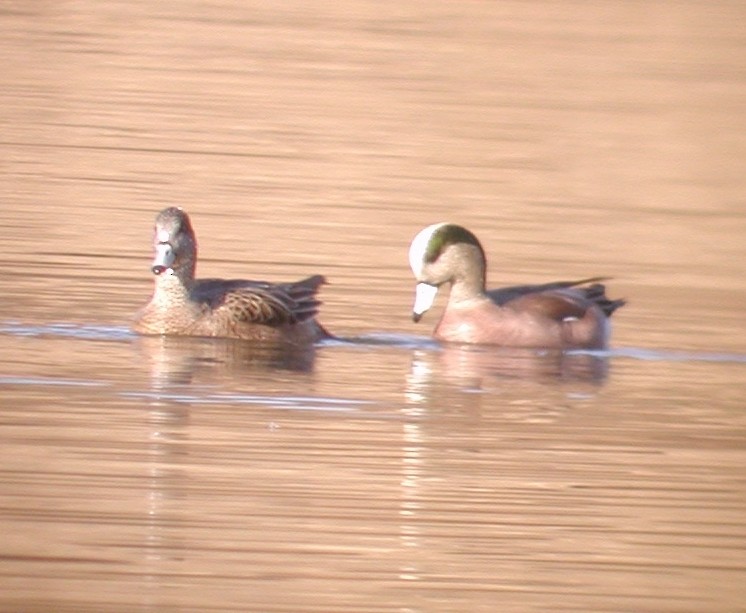 American Wigeon - ML20144601