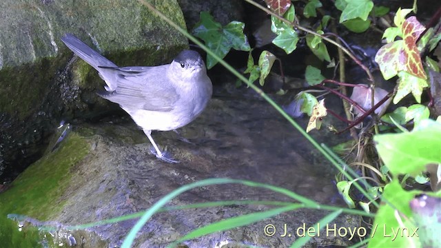 Eurasian Blackcap - ML201446011