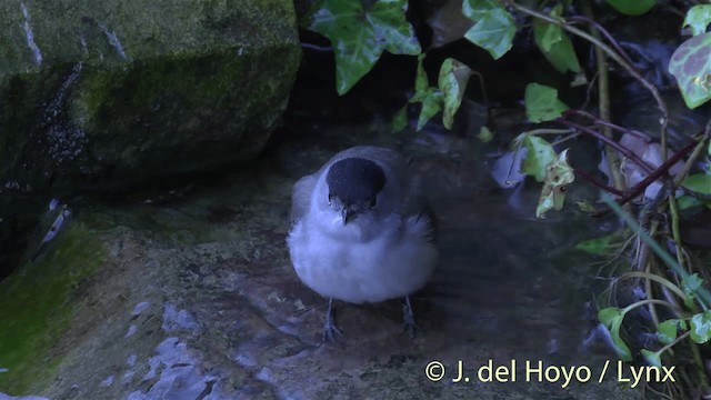 Eurasian Blackcap - ML201446021