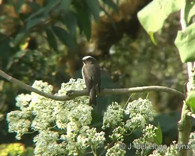 Rufous-breasted Chat-Tyrant - ML201446121