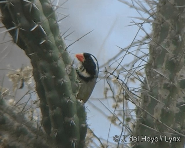 Saltator à bec orange - ML201446131