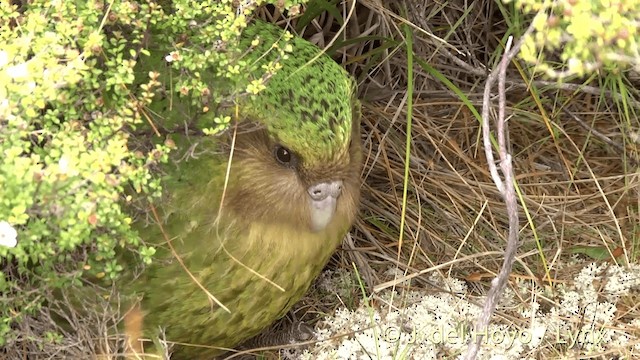 kakapo soví - ML201446161