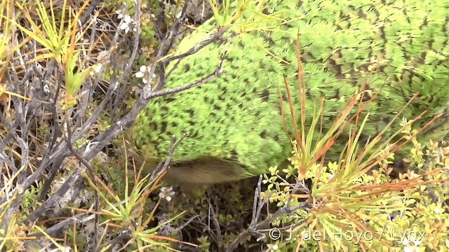 kakapo soví - ML201446181