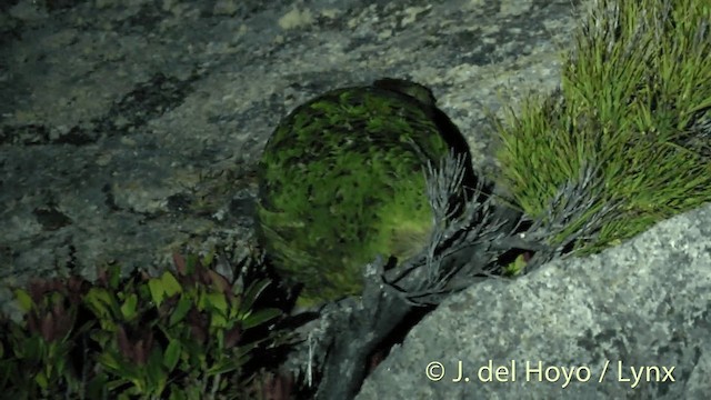 kakapo soví - ML201446201