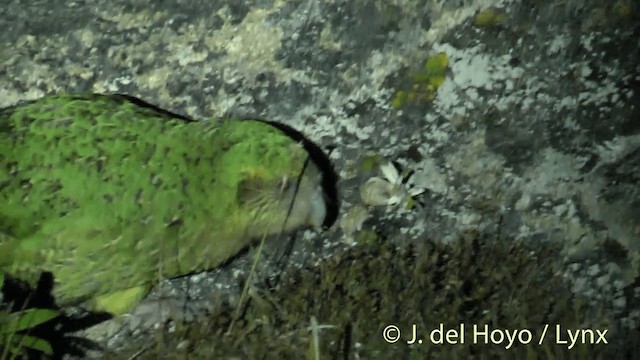 Kakapo - ML201446211