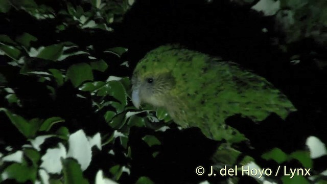 kakapo soví - ML201446221