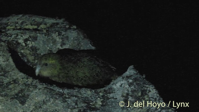 Kakapo - ML201446231