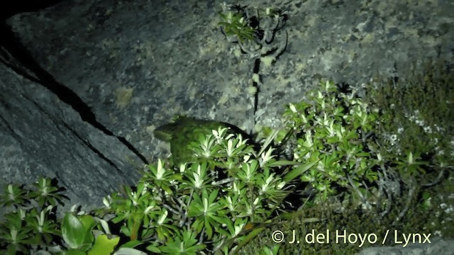 kakapo soví - ML201446241