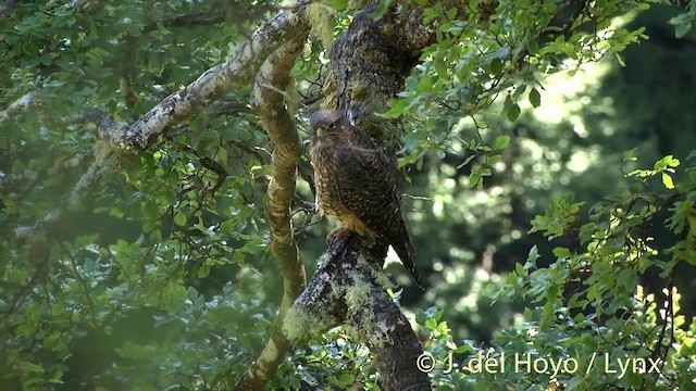 New Zealand Falcon - ML201446281