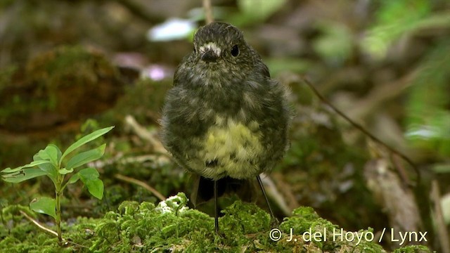 North Island Robin - ML201446311