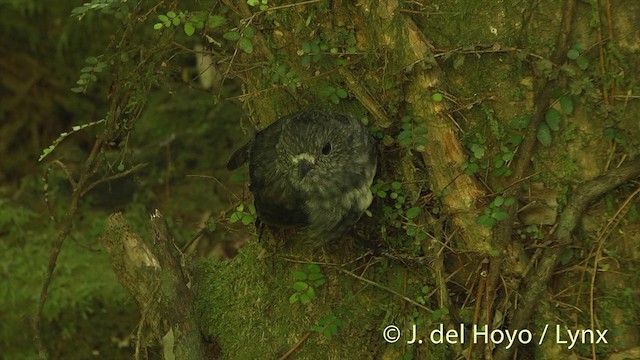 North Island Robin - ML201446321