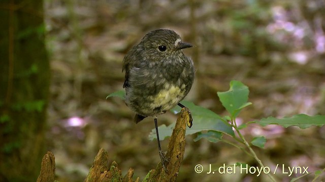 North Island Robin - ML201446331