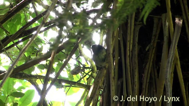 Tomtit Bülbülü [macrocephala grubu] - ML201446341