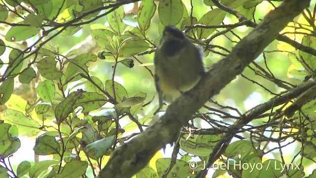 New Zealand Fantail - ML201446361