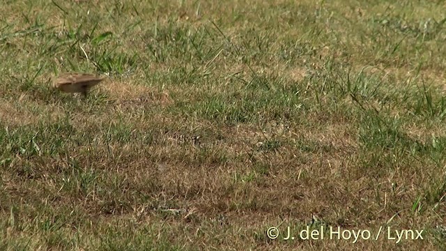 Eurasian Skylark - ML201446371