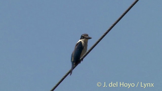 Sacred Kingfisher (New Zealand) - ML201446381