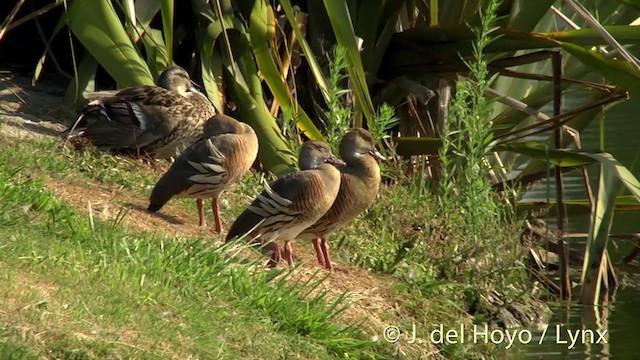 Plumed Whistling-Duck - ML201446391