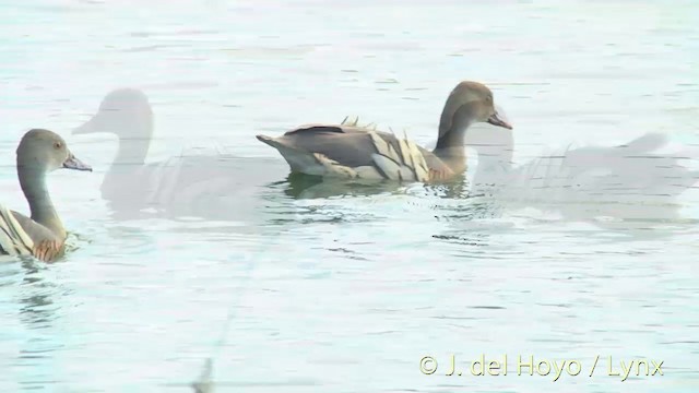 Plumed Whistling-Duck - ML201446401