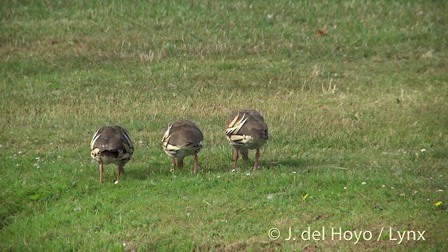 Plumed Whistling-Duck - ML201446411