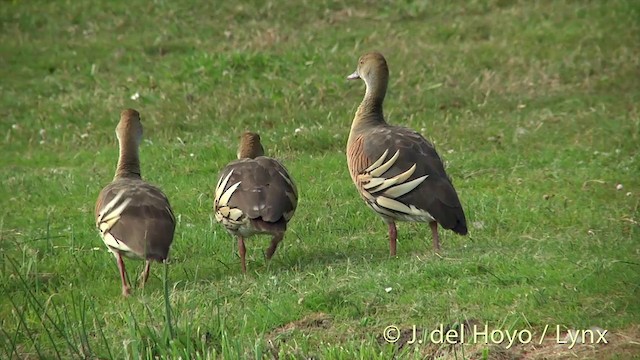 Plumed Whistling-Duck - ML201446421