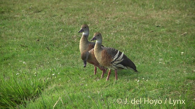 Plumed Whistling-Duck - ML201446431