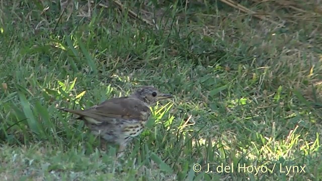 Song Thrush - ML201446441