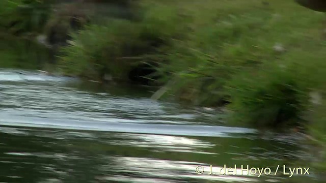 Plumed Whistling-Duck - ML201446451