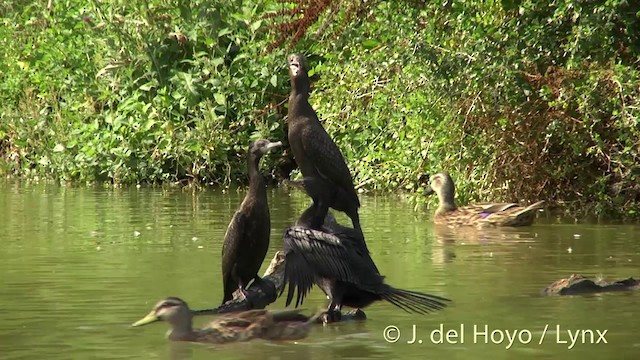 Little Pied Cormorant - ML201446461