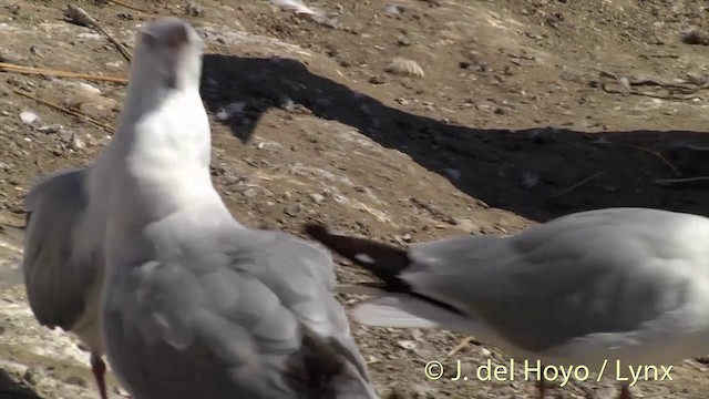 Silver Gull (Red-billed) - ML201446491