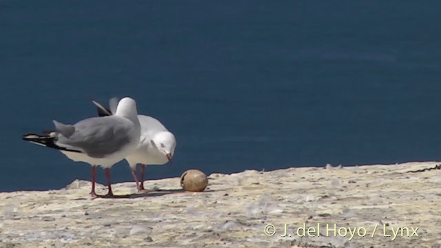 Silver Gull (Red-billed) - ML201446501