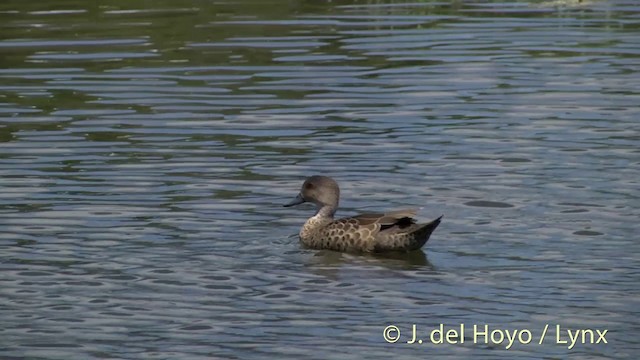 Cerceta Gris - ML201446511