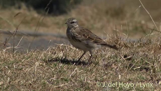 Bisbita Neozelandés (grupo novaeseelandiae) - ML201446521