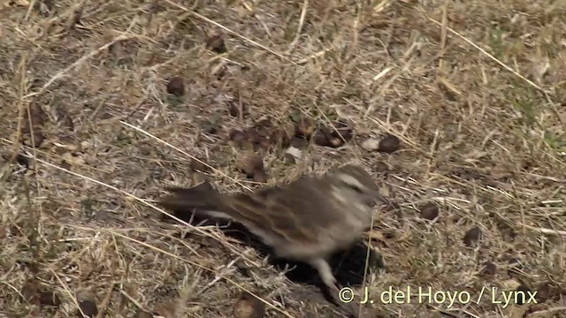 New Zealand Pipit - ML201446531