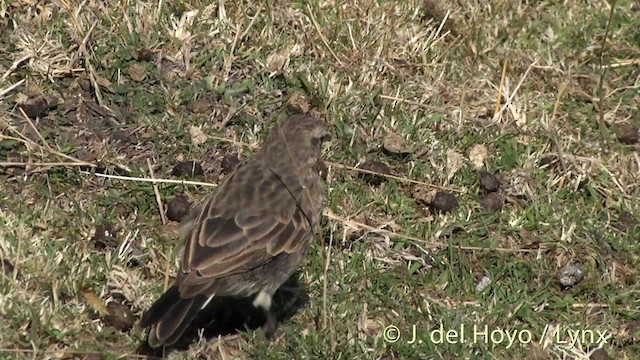 New Zealand Pipit - ML201446541