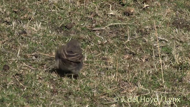 Pipit de Nouvelle-Zélande - ML201446551