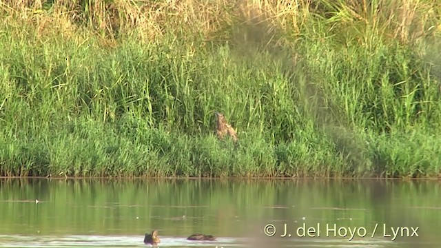 Braunbart-Rohrdommel - ML201446561