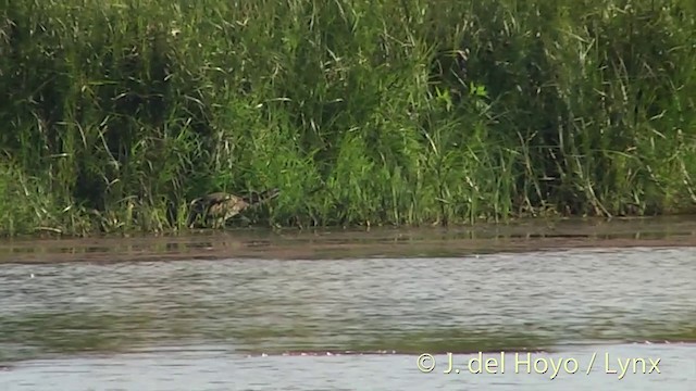 Braunbart-Rohrdommel - ML201446591