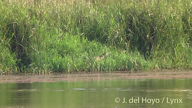 Braunbart-Rohrdommel - ML201446611