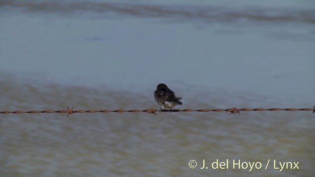 Golondrina Australiana - ML201446621