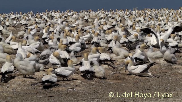 Alcatraz Australiano - ML201446741